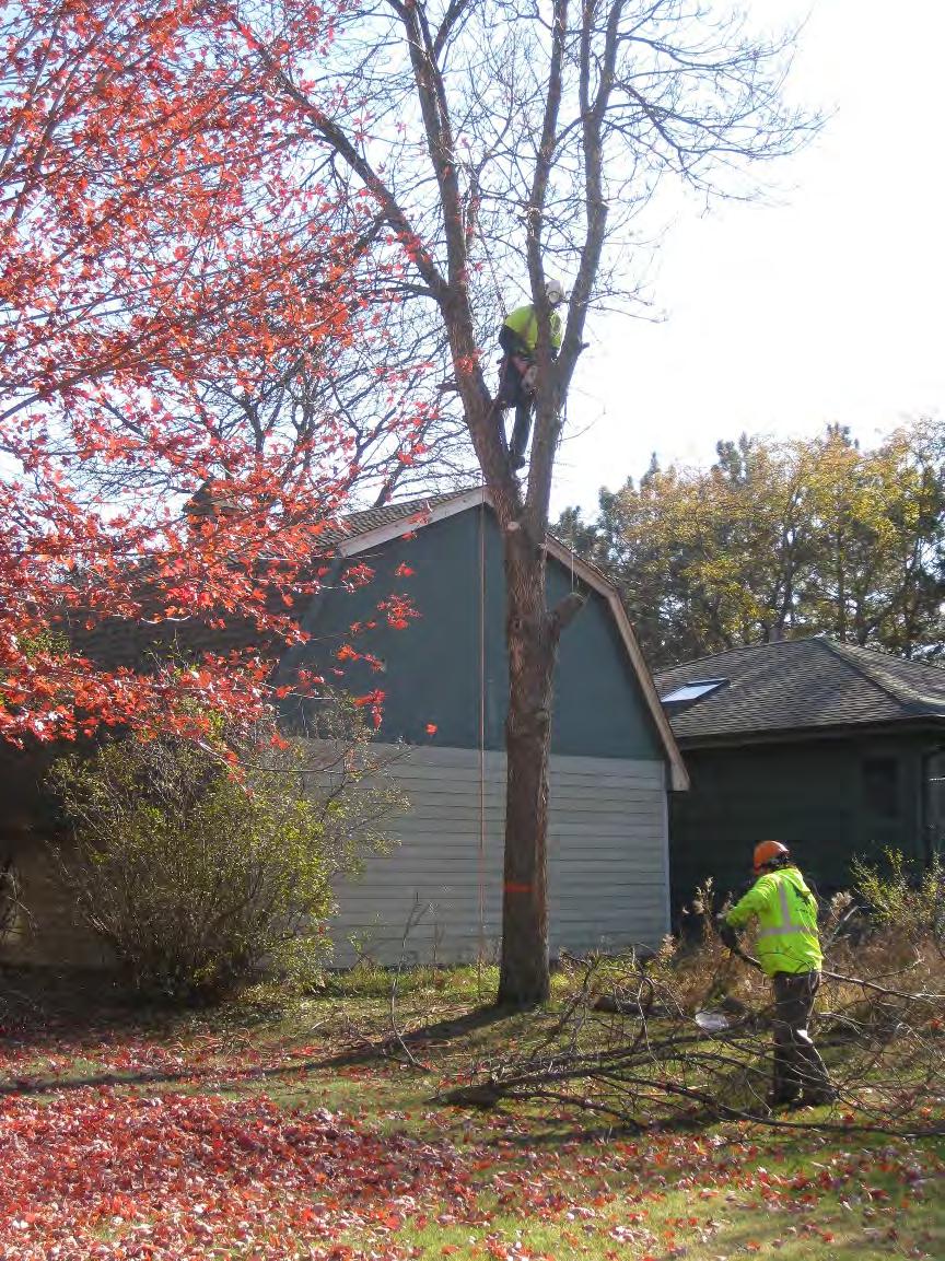 Property Owner Management Options Removals Before EAB Trees exhibiting woodpecker damage Dead trees