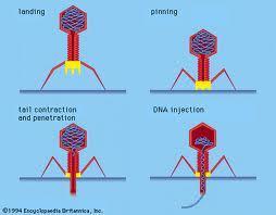 How do bacteriophages infect bacteria? When a bacteriophage enters a bacterium, a. it injects its genetic information into it, b.
