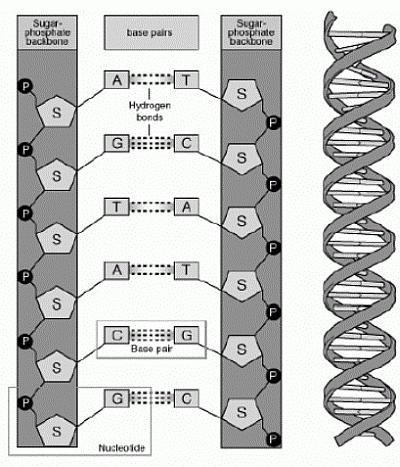 The Double-Helix Model : Antiparallel Strands In the double-helix model,