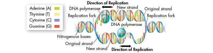The Replication Process The result of replication is two DNA
