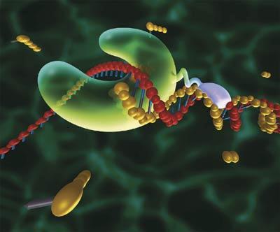 The Role of Enzymes The principal enzyme involved in DNA replication is called DNA polymerase.