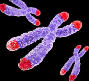 The tips of chromosomes are known as telomeres. Telomeres are difficult to copy. Over time, DNA may be lost from telomeres each time a chromosome is replicated.