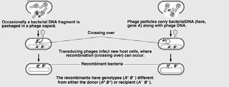 Specialized Transduction occurs when the phage takes a small adjacent region of
