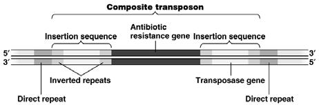 R Plasmids acquire multiple resistance genes through TRANSPOSONs.