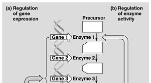 Composite Transposons include extra genes sandwiched between two insertion sequences.