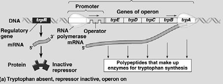 with environmental fluctuation at several levels: Regulation of Gene Expression occurs through OPERONS.