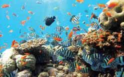 2- Highlight of local implementation Project: Conservation and sustainable use of coral reef ecosystem in contribution of marine environment protection and community based eco-tourism