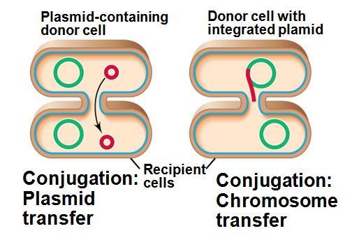 Transduction, mediated by a virus;