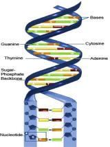 DNA STRUCTURE - is composed of many small monomers called nucleotides Nucleotides are made up of 3