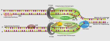 DNA polymerase pairs the free nucleotides w/its complementary base partner, following the base pair rule