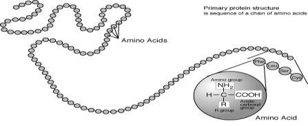 PROTEIN STRUCTURE A protein is made up of a chain of monomers called amino acids in a particular order,