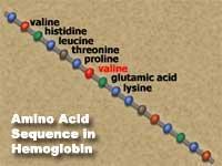 EXAMPLE OF PROTEIN: A CHAIN OF AMINO ACIDS Alanine Phenylalanine Glutamine Valine Proline Lysine NAMES