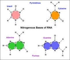 PROTEIN SYNTHESIS? 1. DNA 2. mrna 3. rrna (ribosomes) 4. trna WHAT IS RNA?