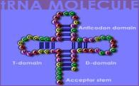 Bases in RNA Nitrogenous Bases in RNA Sugar in RNA Deoxyribose Strands in RNA ONE 3 Types of RNA 1.