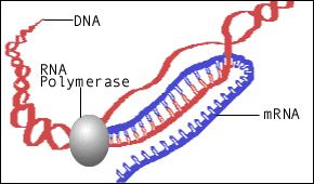 carries amino acids to mrna at the ribosome to make the protein. 2.