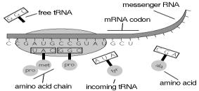 STEP 2: TRANSLATION Events of translation: 1.) The first three bases of mrna (codon) join the ribosome. AUG is the start codon 2.) trna brings the amino acid down to the ribosome.