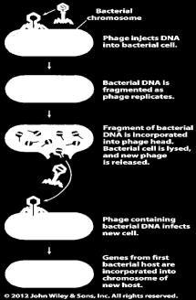 BINARY FISSION ISN T ALL THERE IS Before 1920, scientists thought that bacteria only reproduced through asexual reproduction via binary fission but now we know of other methods: 3 other mechanisms: