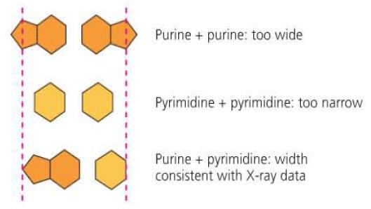 Base Pairing Based on the width of the DNA molecule, the pairings had to be purines with