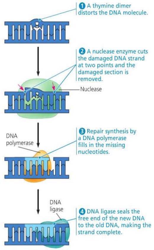 DNA damage can be caused by environmental factors such as ultraviolet rays.