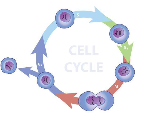 Cell Division or cell cycle When cells reproduce, the genetic material is distributed between the newly-produced cells, called daughter cells, this is called the cell cycle.