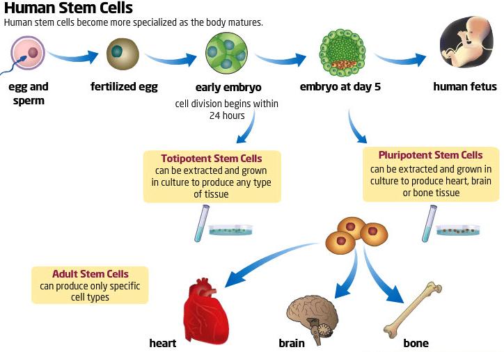 3 Types of Human Stem Cells Within 24 hrs Embryonic Stem Cells Within 4 5 days 1. Totipotent Stem Cells 2.