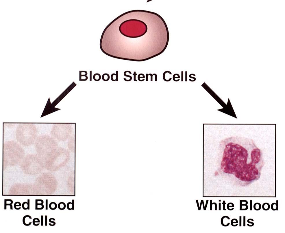 3 Types of Stem Cells: 2.