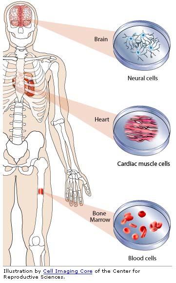 Adult Stem Cells (Tissue stem cells) can produce all of the cell types associated with the tissues from which they