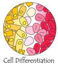 How do cells become specialized?