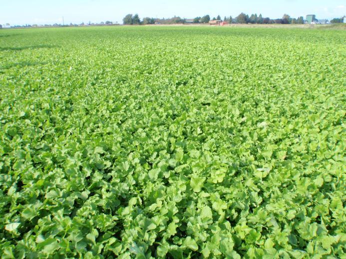 Radish Challenges of Cover Crops Difficult to