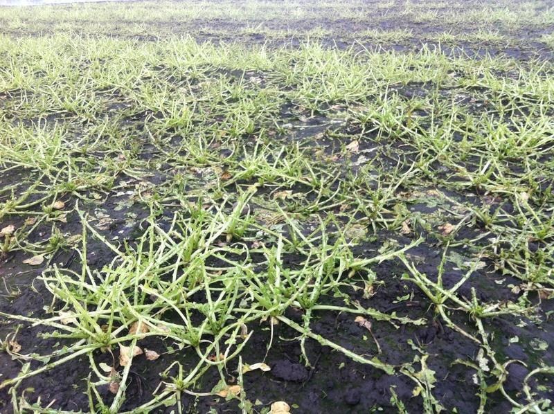 Retention Cover Crop becomes a Weed (fall rye)