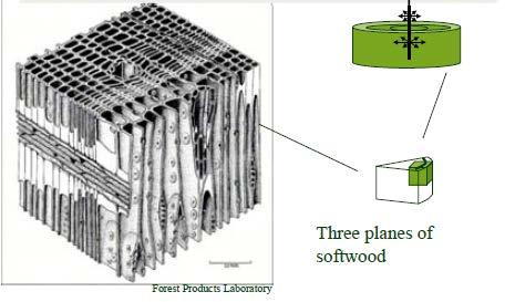 Towards the molecular level of wood US