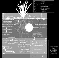 plant roots and the microbes (Table 2 and Figure 4): Table 2.