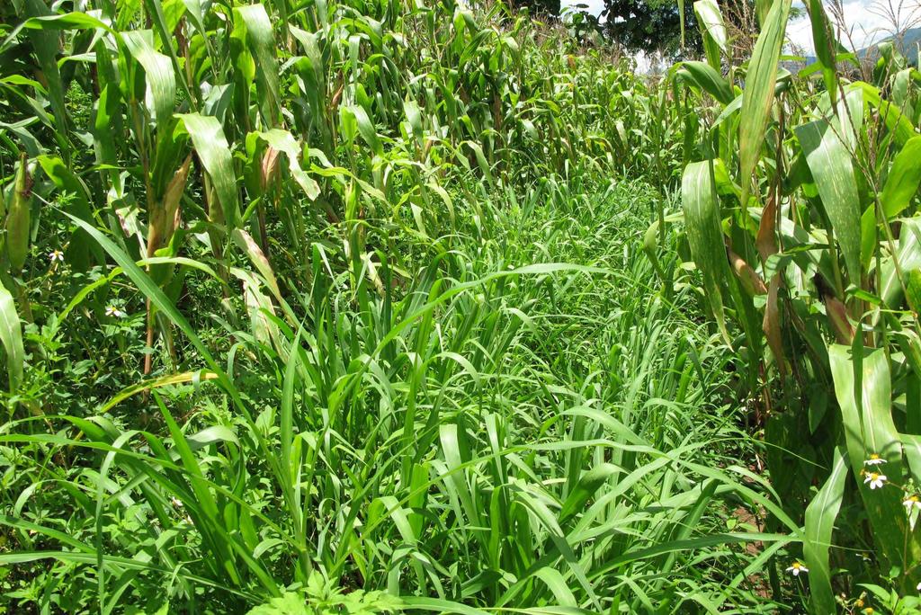 T2: Maize with a grass barrier