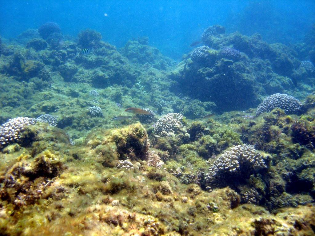 OCEAN ACIDIFICATION When carbon dioxide dissolves in this ocean, carbonic acid is formed.
