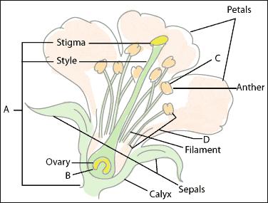 16. Phloem and Xylem are examples of specialized plant tissues that transport materials from one part of a plant to another. This type tissue is known as tissue.