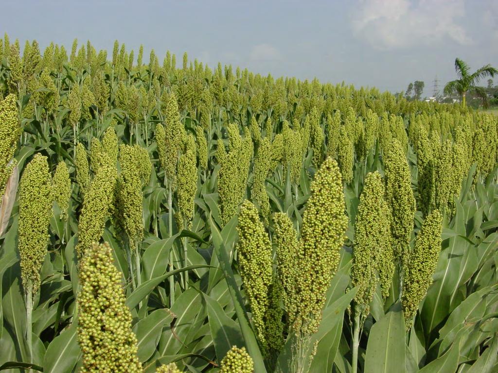 FAO can help Africa to make great opportunity using sweet sorghum As African economies strain under the burden of importing oil this session will examine the critical issues of how African countries