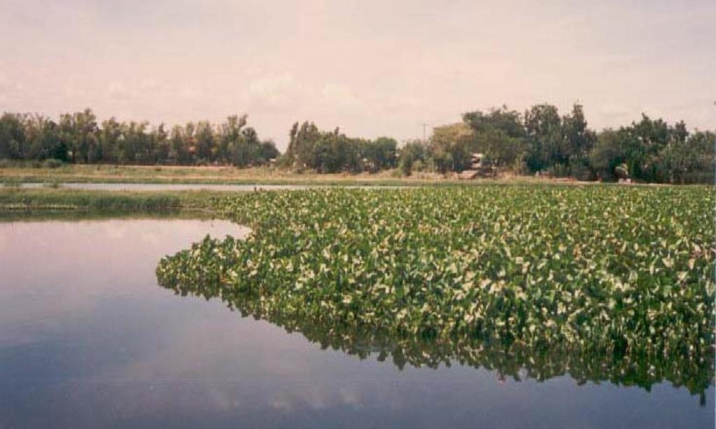Aquatic Treatment Systems Use aquatic plants: floating types water hyacinth ponds duckweed ponds