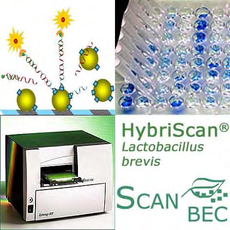 HybriScan I Lactobacillus brevis The rapid and innovative test system for the identification of
