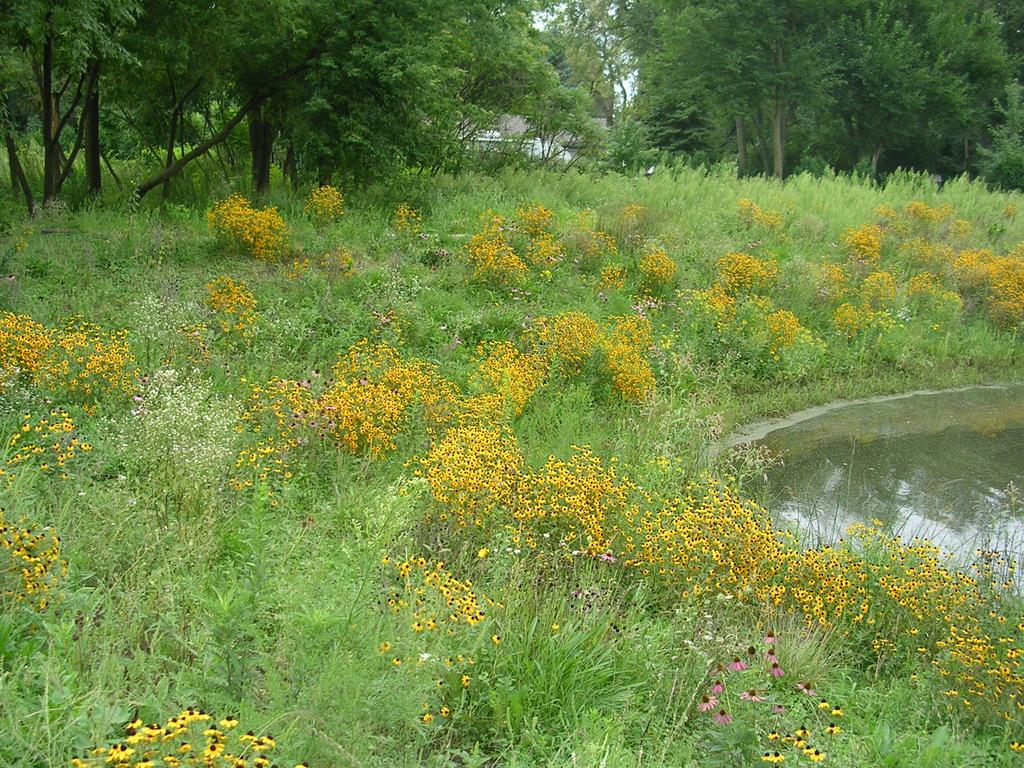 Vegetated basins should be maintained to