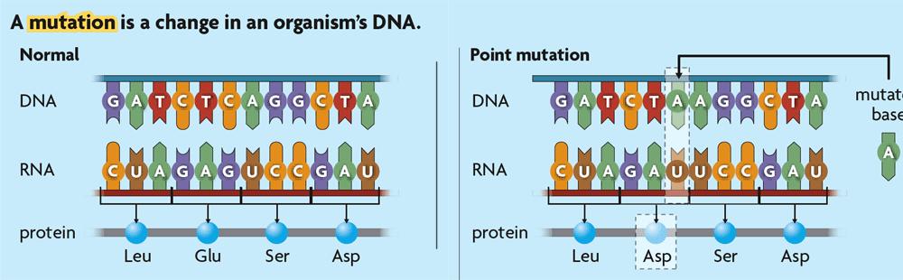 Some mutations affect a single gene, while others affect
