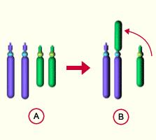 Chromosomal Mutations 2.