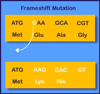 Frameshift Mutation = a nucleotide is inserted or