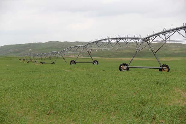 These pivots are set in a valley to the east of the county blacktop road and east of the headquarters home site