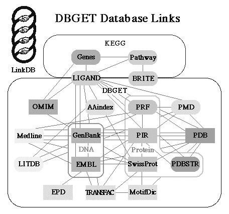 Linking Databases DBGET Essential addition