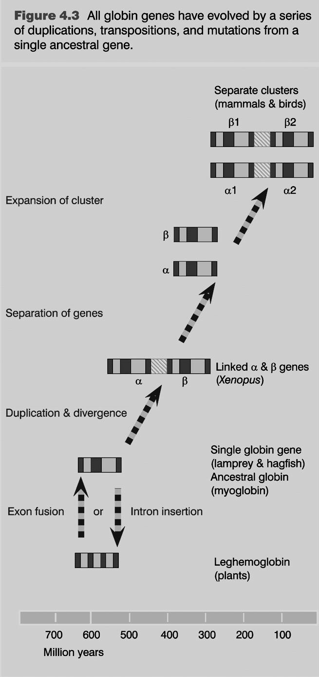 Globin gene