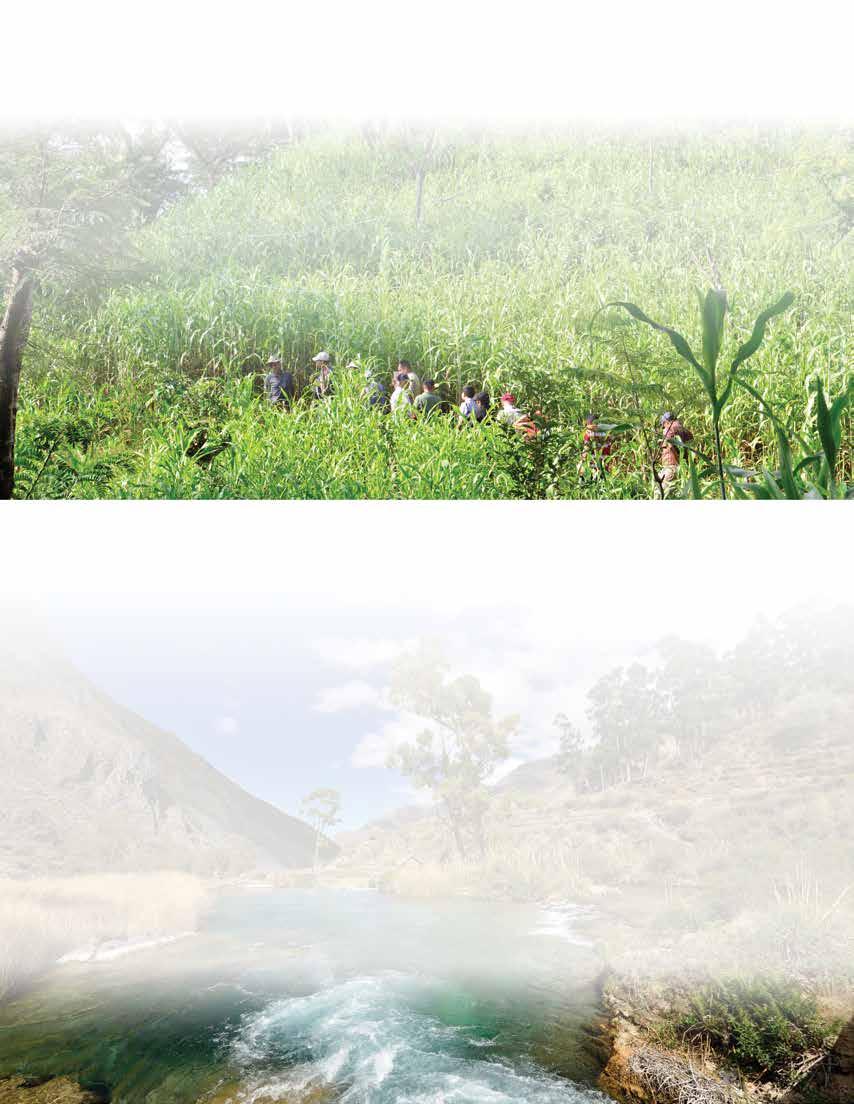An ecosystem anchor for hillside farming in Central America Some landscape approaches result from the fusion of traditional knowledge with new insights from science.