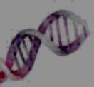 GENETICALLY MODIFIED ORGANISMS GMOs DNA - the molecule of genetics (makes up our GENES) http://www.