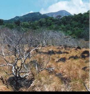 (reduced emissions) Carbon contents of forests vary widely Brazil: average 104 t C/ha Sudan: average 6 t C/ha Similar
