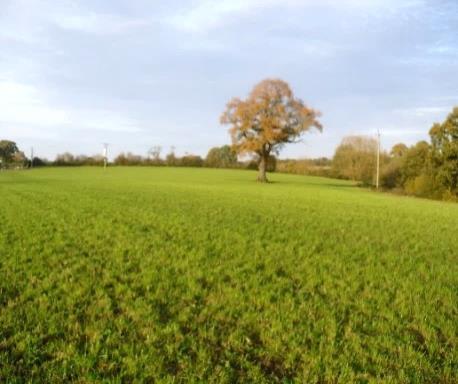 For Sale by Private Treaty Enquiries to A.K. Wallace/Jean Tel: 01829 262 132. FIRST CLASS GRASSLAND Beech Lane. Kingsley WA6 6LN Extending to 6.425 Acres 6.425 Acres or 2.