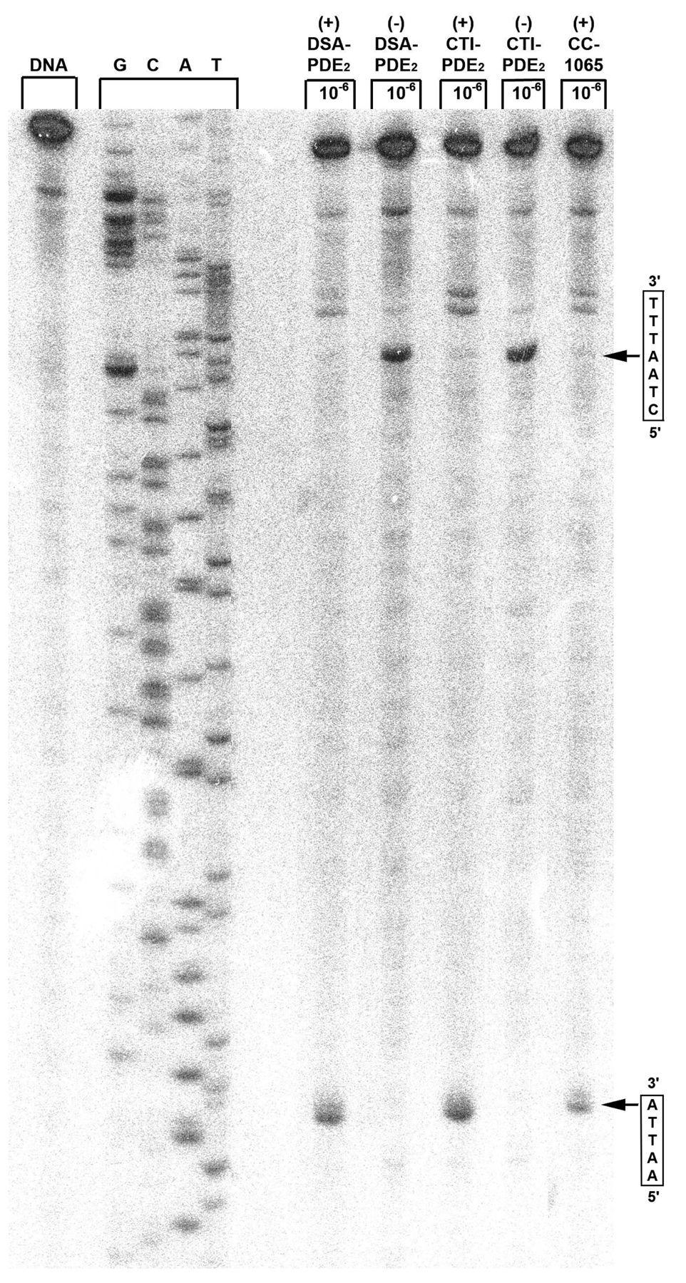 Tichenor et al. Page 19 NIH-PA Author Manuscript NIH-PA Author Manuscript NIH-PA Author Manuscript Figure 11. Thermally-induced strand cleavage of w794 DNA (144 bp, nucleotide no.